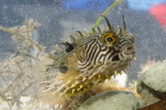 Chilomycterus schoepfii