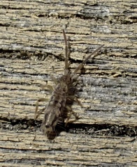 Entomobrya katzi