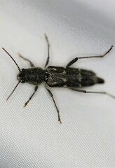 Xylotrechus sagittatus