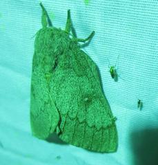 Syssphinx heiligbrodti