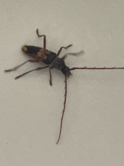 Phoracantha semipunctata