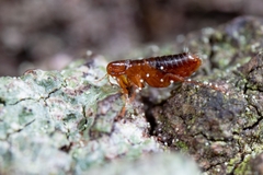 Siphonaptera