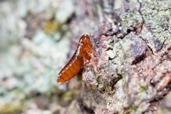 Siphonaptera