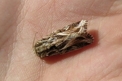Spodoptera pulchella