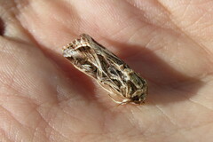 Spodoptera pulchella