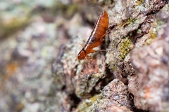 Siphonaptera