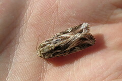 Spodoptera pulchella