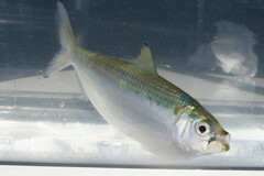 Opisthonema oglinum