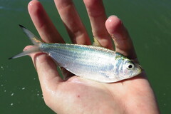 Opisthonema oglinum