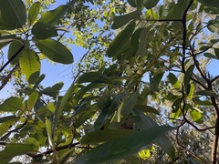 Arbutus