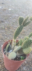 Cactaceae