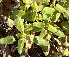 Stachys floridana