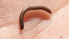 Brachyiulus