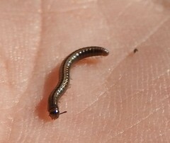 Brachyiulus