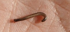 Brachyiulus