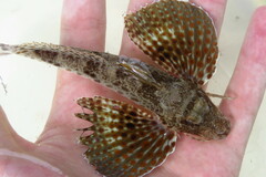 Prionotus scitulus