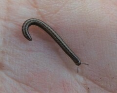 Brachyiulus
