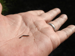 Brachyiulus