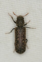 Lichenophanes bicornis