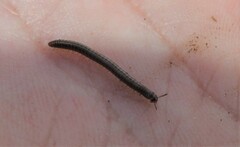 Brachyiulus