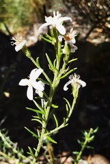 Olearia ramulosa