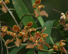 Cyrtochilum trifurcatum