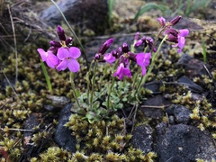 Arabis oregana