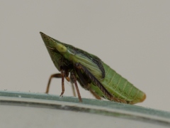 Aphrodes makarovi