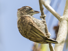 Picumnus squamulatus