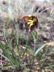 Fritillaria affinis affinis