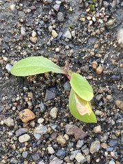 Lactuca serriola