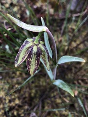 Fritillaria affinis affinis