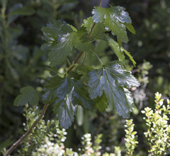 Ribes densiflorum