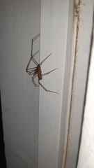 Scytodes globula