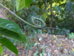 Artabotrys zeylanicus