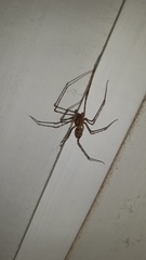 Scytodes globula