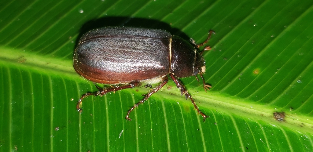 Phyllophaga menetriesi