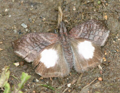 Theagenes albiplaga