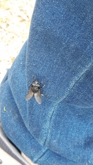 Sixtomyia atra