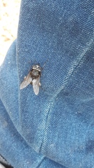 Sixtomyia atra