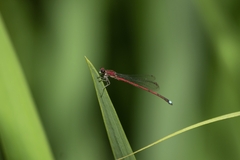 Oxyagrion terminale