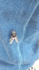 Sixtomyia atra