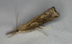 Neodactria luteolellus