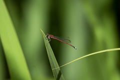 Oxyagrion terminale