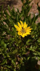 Flourensia thurifera