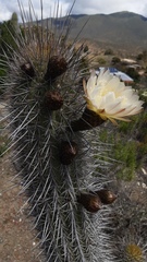 Trichocereus skottsbergii