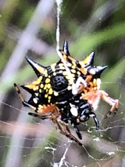 Austracantha minax