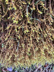 Antitrichia curtipendula