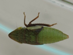 Aphrodes makarovi