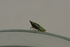 Aphrodes makarovi
